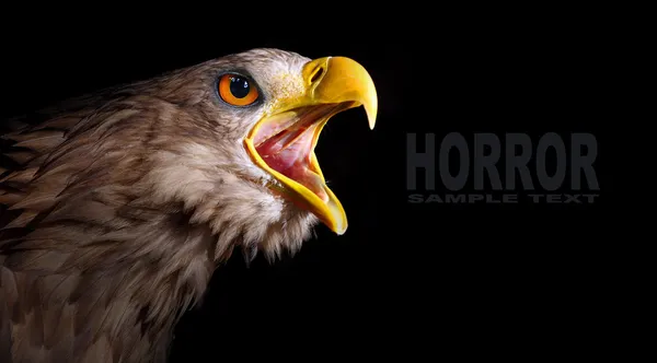 The evil eye. Awesome screaming eagle from fantasy. Picture with space for your text. — Stock Photo, Image