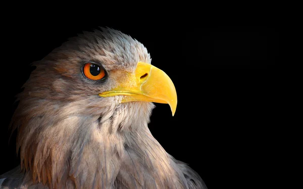 Het boze oog. (eagle - haliaeetus albicilla). — Stockfoto