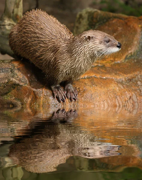 Eurasian Otter in ZOO Prague - Czech Republic Europe — Stock Photo, Image