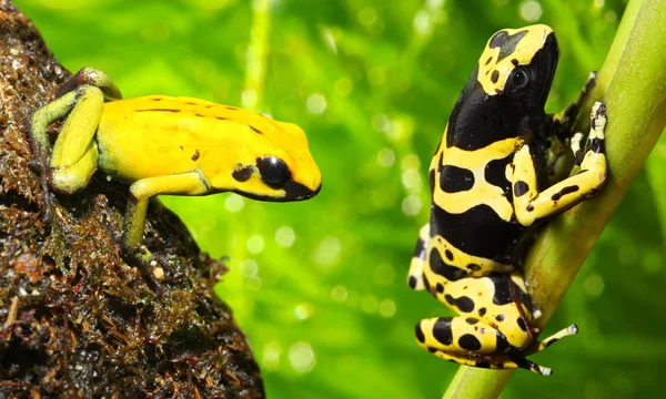 The poison dart frogs. — Stock Photo, Image