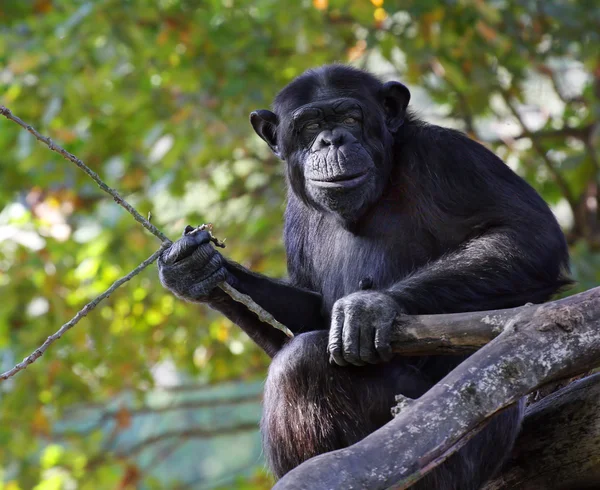 Portrait of a adult chimpanzee with pripmitive tool in Zoo Pilsen - Czech Republic - Europe — Stock Photo, Image