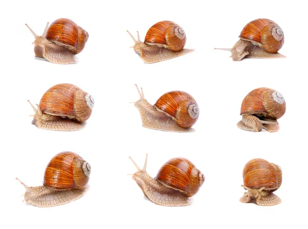 Collection of a garden snails (Helix aspersa) in different position. Snails provide an easily harvested source of protein to many people around the world. — Stock Photo, Image