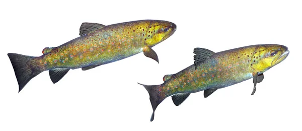 The brown trout (Salmo trutta morpha) — Stock Photo, Image
