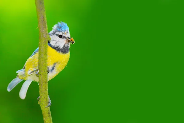 Modřinka (Parus caeruleus) přes zahradní jezírka. — Stock fotografie