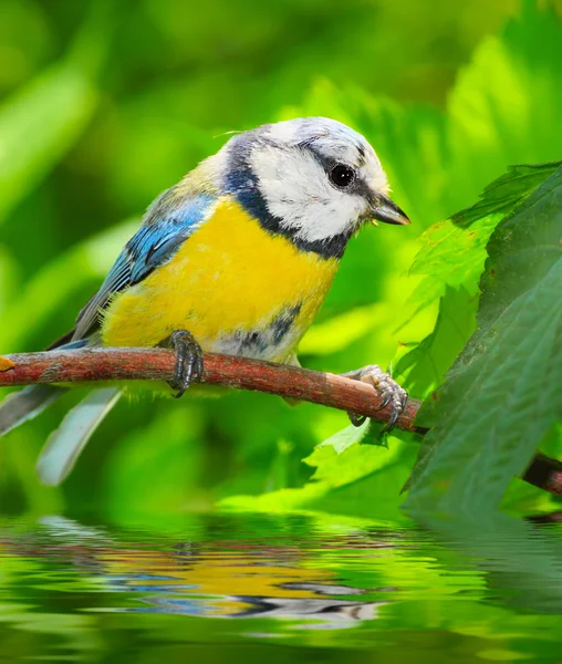 De Pimpelmees (cyanistes caeruleus) over een tuin vijver. — Stockfoto