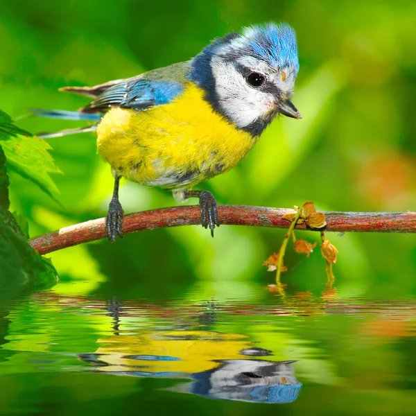 The Blue Tit (Cyanistes caeruleus) over a garden pond. — Stock Photo, Image