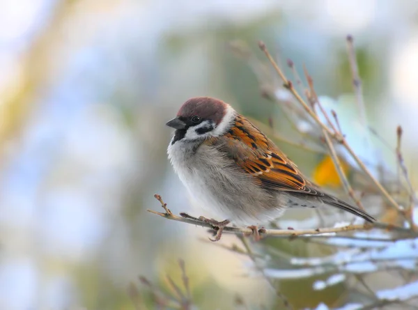 Τα αρσενικά του ένα σπίτι sparrow (passer domesticus) σε ένα κλαδί. — Φωτογραφία Αρχείου