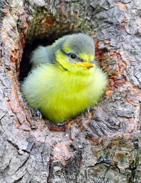 Tetta azzurra giovane (Cyanistes caeruleus ). — Foto Stock