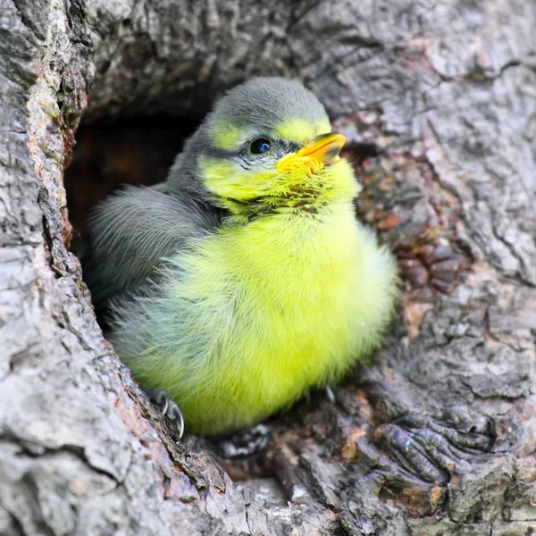 Jeune Mésange bleue (Cyanistes caeruleus ). — Photo