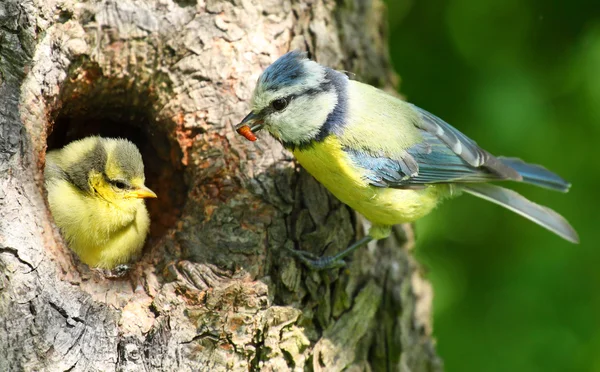 La Teta Azul (Cyanistes caeruleus) alimentando a su hijo . —  Fotos de Stock