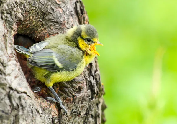 Jeune Mésange bleue (Cyanistes caeruleus ). — Photo