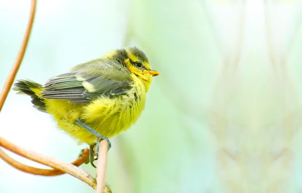 El Teta Azul (Cyanistes caeruleus) pajarito joven . —  Fotos de Stock