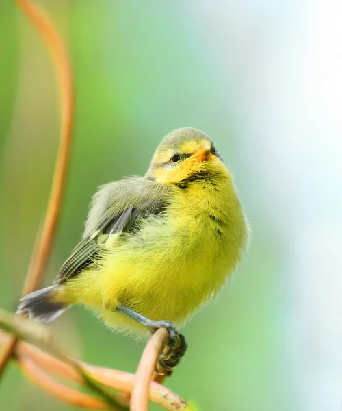 Het jonge vogeltje Pimpelmees (cyanistes caeruleus). — Stockfoto