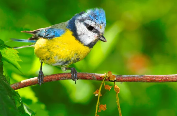 A Teta Azul (Cyanistes caeruleus ). — Fotografia de Stock