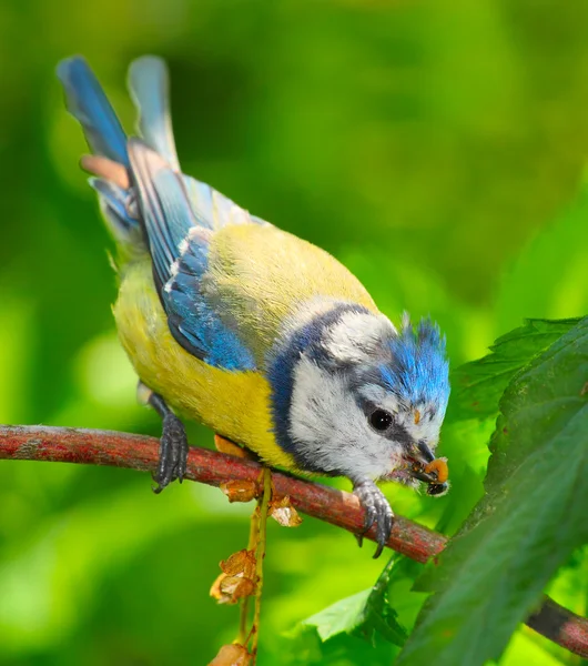 Modřinka (Parus caeruleus) přes zahradní jezírka. — Stock fotografie