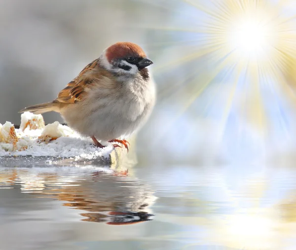 Fatty House Sparrow ( Passer domesticus ) on a full bird table over a garden pond. — Stock Photo, Image