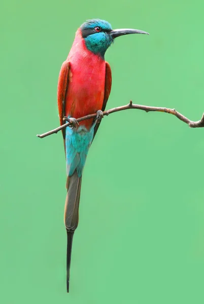 A Northern Carmine Bee-Eater (Merops nubicus). This african bird eating is made up primarily of bees and other flying insects, such as grasshoppers and locusts. — Stock Photo, Image