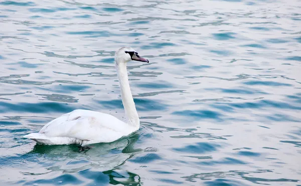 Labuť nebo divoké labutě (cygnus olor) na hladiny moře. — Stock fotografie