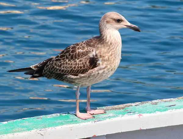 Young Seagull on the board. — Stock Photo, Image