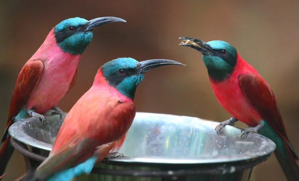 A Northern Carmine Bee-Eater (Merops nubicus). Este pássaro africano que come é composto principalmente de abelhas e outros insetos voadores, como gafanhotos e gafanhotos. . — Fotografia de Stock