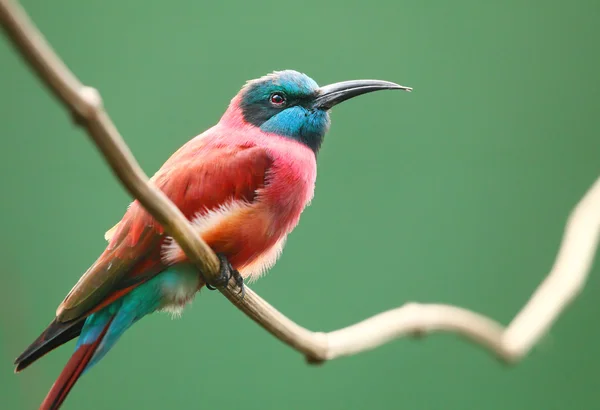 Severní indigokarmínu bee-eater (merops nubicus). Tento africký pták jídlo je tvořen především včely a další létající hmyz, jako kobylky a Saranče. — Stock fotografie