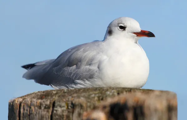 The Seagull. — Stock Photo, Image