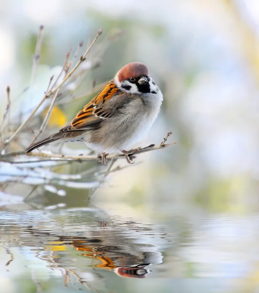 The male of a House Sparrow ( Passer domesticus ) on a twig over a spring flood. — Stock Photo, Image