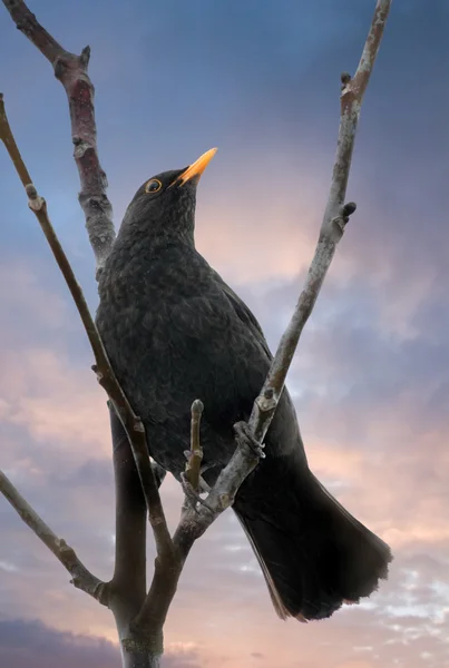 Blackbird — Stock Photo, Image