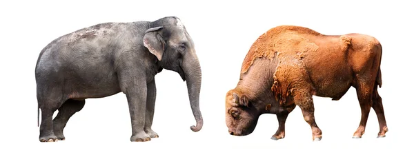 Слон и бык - изолированные — стоковое фото