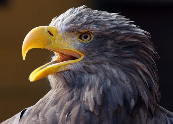 Imagen de cerca de un águila gritando — Foto de Stock