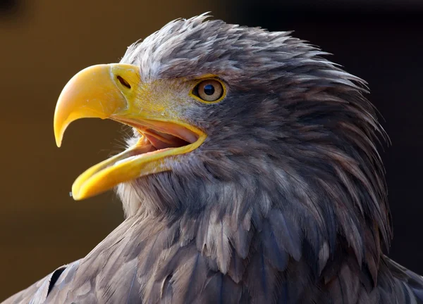 Close-up picture of a Screaming Eagle — Stock Photo, Image