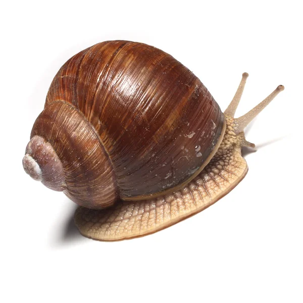 Garden snail (Helix aspersa) Snails provide an easily harvested source of protein to many people around the world. — Stock Photo, Image