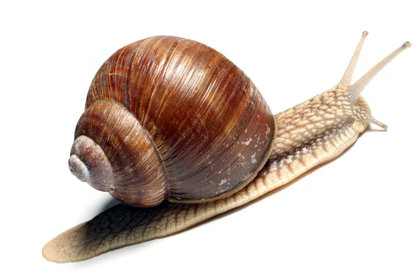 Garden snail (Helix aspersa) Snails provide an easily harvested source of protein to many people around the world. — Stock Photo, Image