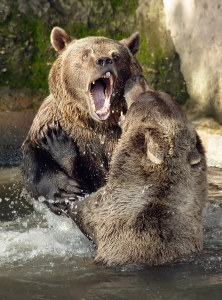 Beren vechten. — Stockfoto