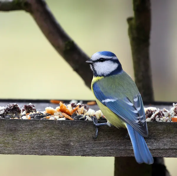 Голубая синица в птичьем столе — стоковое фото