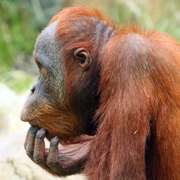 Hledáte orangutan v zoo Praha - Česká republika, Evropa — Stock fotografie