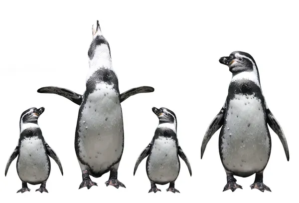 ペンギンの家族. — ストック写真