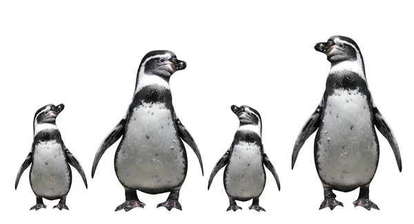 Famille des pingouins . — Photo
