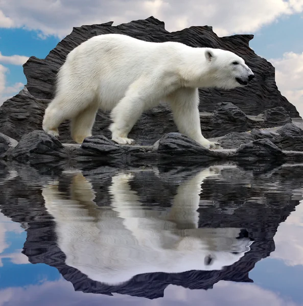 Polar bear on the cliff — Stock Photo, Image