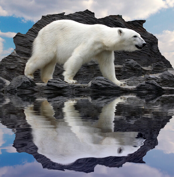 Polar bear on the cliff