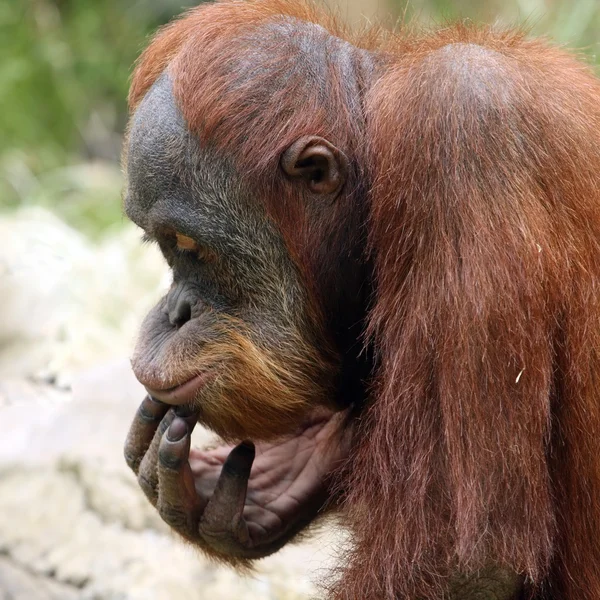 Looking orangutan in ZOO Prague - Czech Republic Europe — Stock Photo, Image