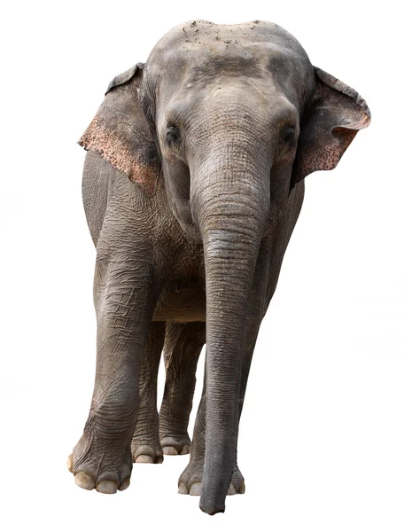 Elephant - isolated — Stock Photo, Image