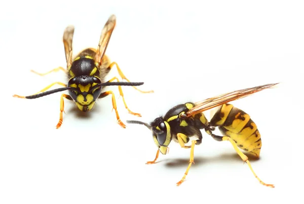 La veste jaune Wasp . — Photo