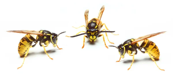 Wasp жовтій куртці. — стокове фото