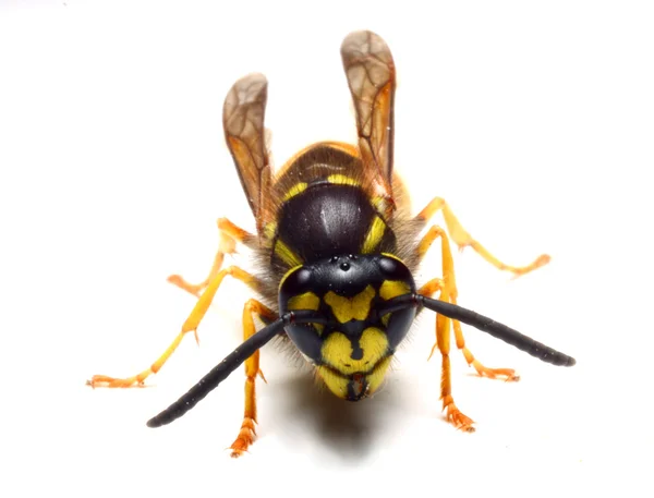 The Yellow Jacket Wasp. — Stock Photo, Image