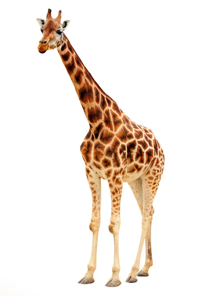 La jirafa (Giraffa camelopardalis ). — Foto de Stock
