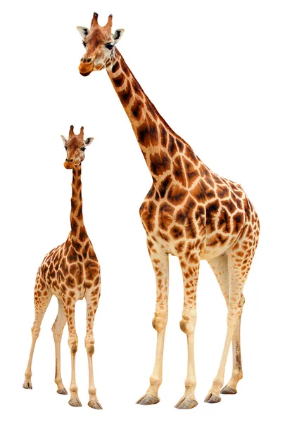 Giraffen (giraffa camelopardalis). — Stockfoto
