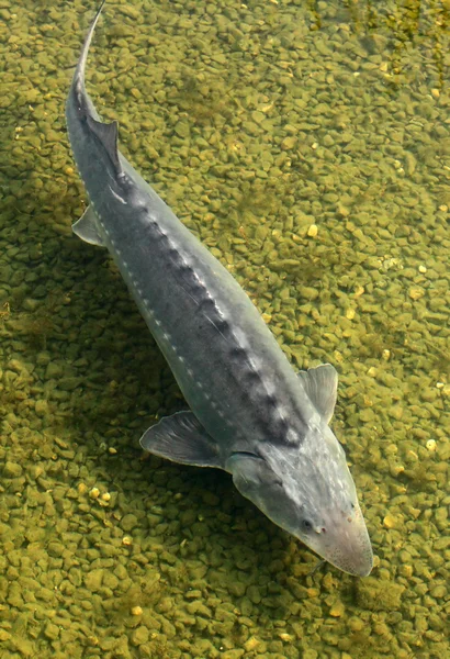 The Sturgeon. Big fish in the Danube river. This fish is a source for caviar and tasty flesh. — Stock Image The Sturgeon. Big fish in the Danube river. This fish is a source for caviar and tasty flesh. Stock Photo