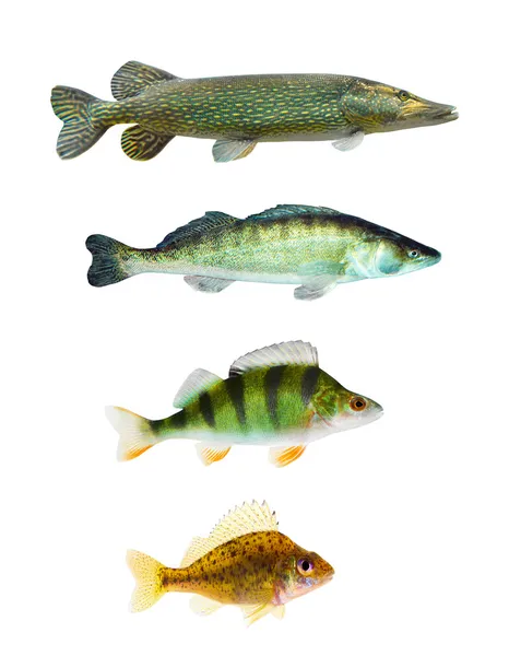 Collection of freshwater fish on white background — Stock Image Collection of freshwater fish on white background Royalty Free Stock Images