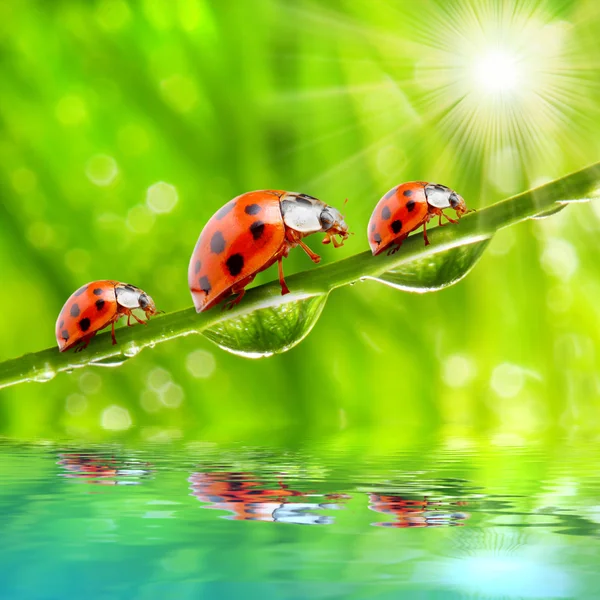 The Ladybugs. Stock Image